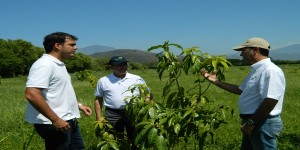 Gerente del ICA visita los cultivos de mango