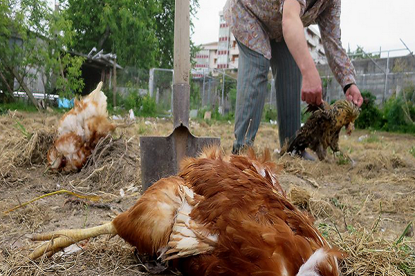 Hasta sin gallinas están dejando a campesinos de Azúcar Buena