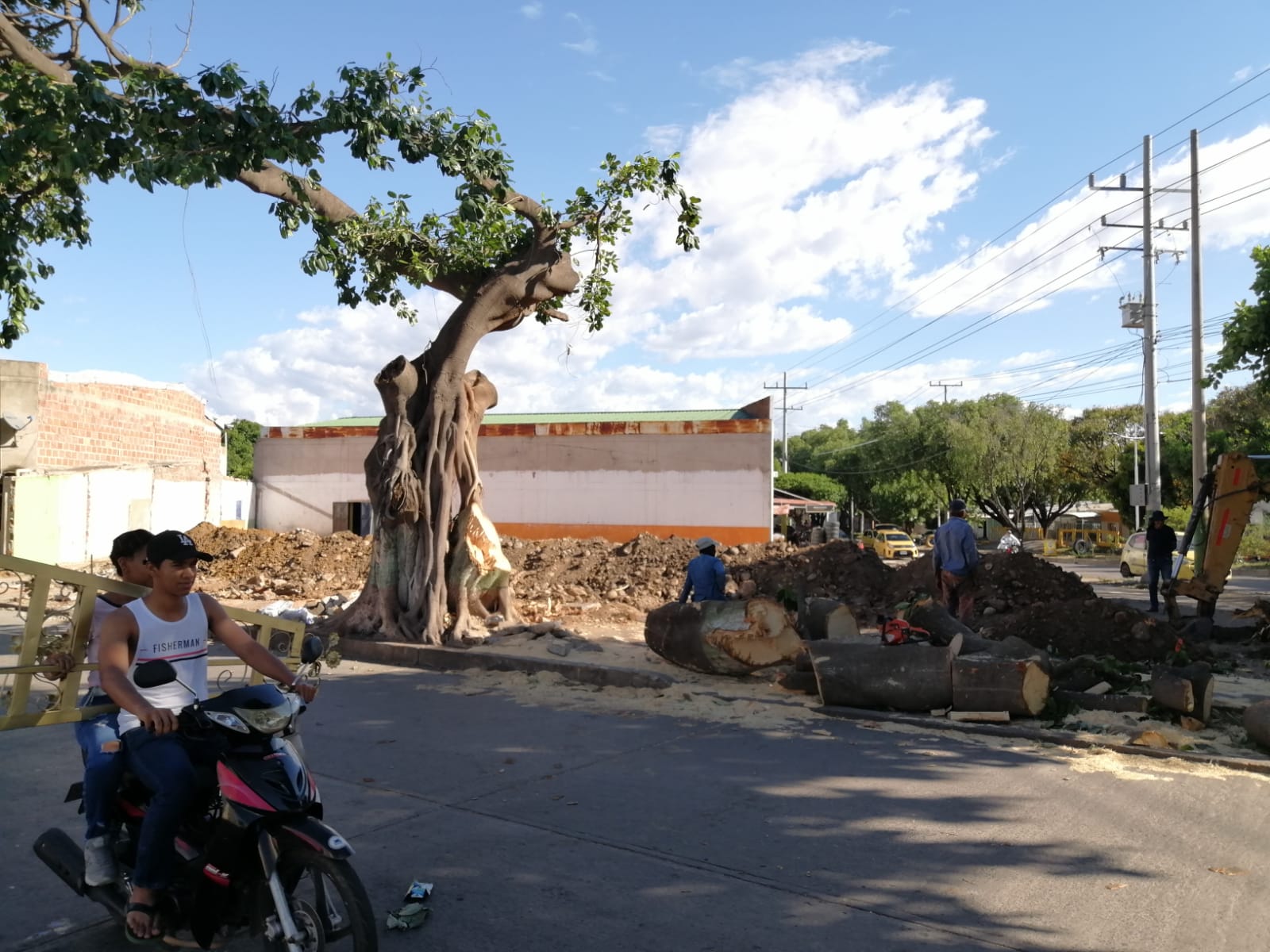 Denuncian nueva  tala indiscriminada de árboles en Valledupar