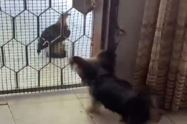 Las mascotas de Los Cortijos azotadas por un halcón