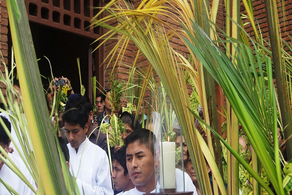 Corpocesar intenta nuevamente evitar que feligreses atenten contra la palma durante semana santa