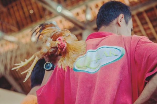 Después de prohibición de la actividad taurina, los galleros siguen dando la pelea para no correr la misma suerte