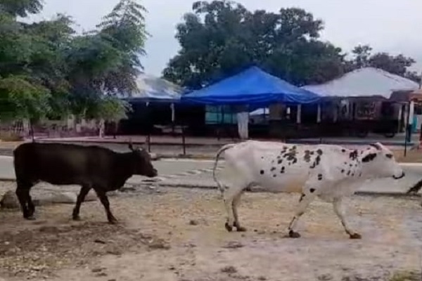 Semovientes sueltos en La Vega Arriba ponen en peligro a transeúntes en vísperas de fiestas patronales