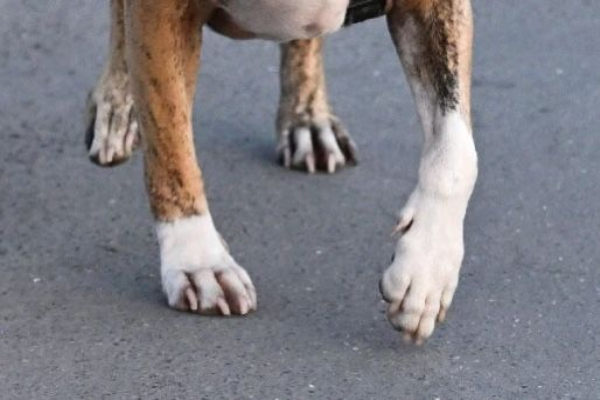 Cárcel para mujer que quemó a una perra en Armenia, Antioquia