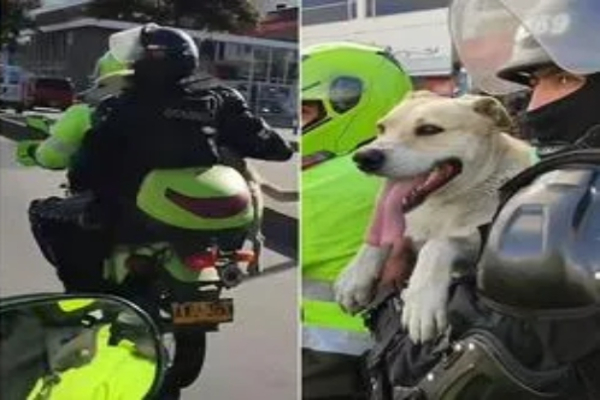 Policías en Bogotá conmueven las redes sociales al adoptar a un perro callejero que los siguió por varias cuadras