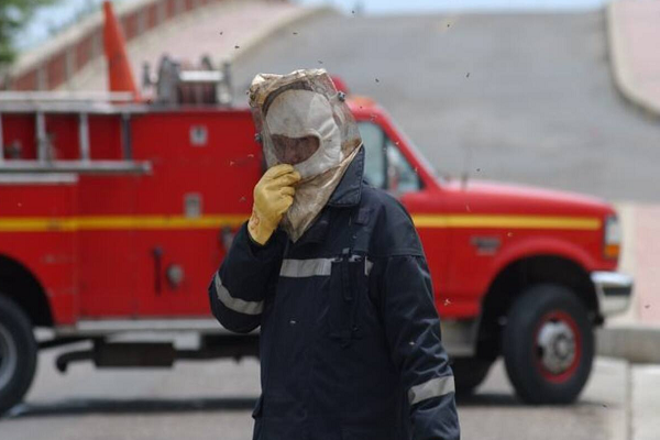 Abejas africanizadas causaron alarma en barrio Cicerón Maestre