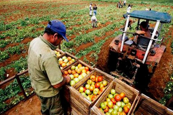 Así afecta el paro de camioneros, el abastecimiento de alimentos, de acuerdo con Min Agricultura