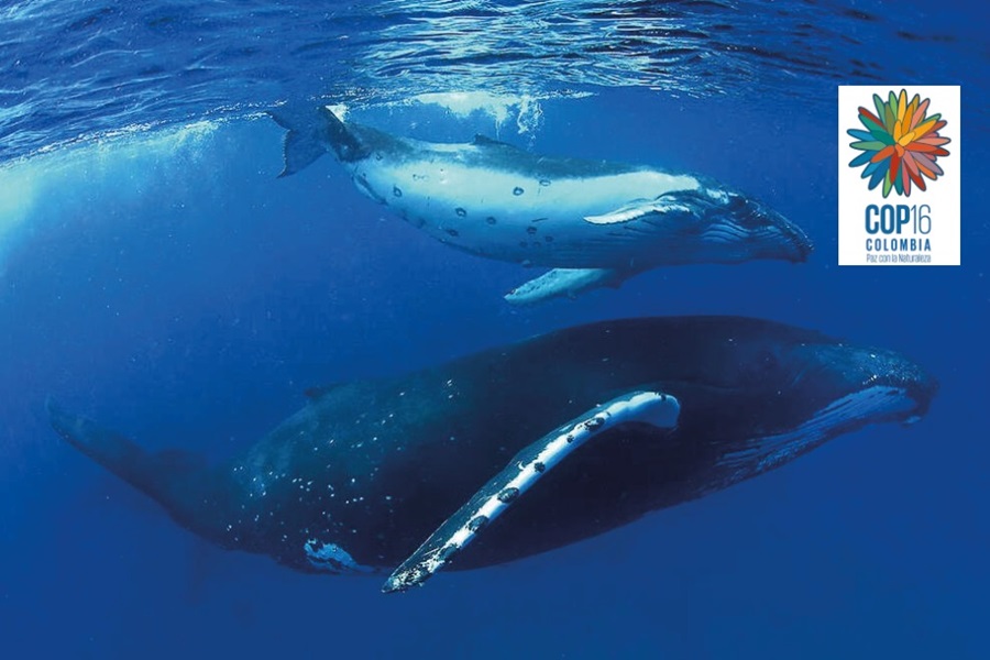 “Canto Profundo”, la nueva producción del Maestro Wilson Quintero, llega a la COP 16 como un homenaje a la biodiversidad