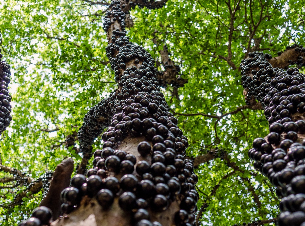 La Uvita Brasileña: Un tesoro comestible y poco valorado en Valledupar
