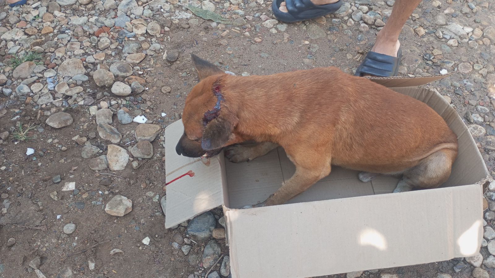 Indignación en Valledupar por la muerte de Baltazar: piden justicia tras liberación del agresor