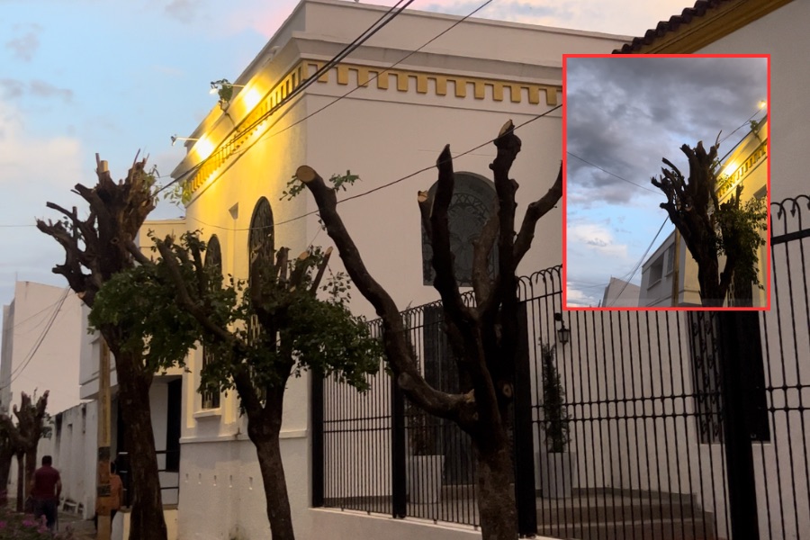 Controversial tala de árboles en el centro histórico de Valledupar: Preocupación de residentes y turistas