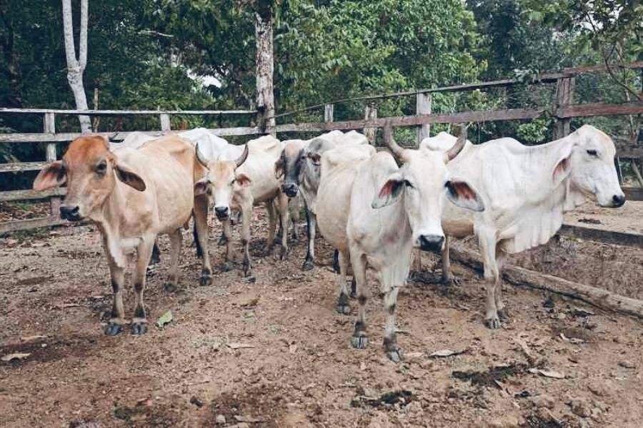 Ganaderos del Cesar piden más seguridad ante el aumento del abigeato