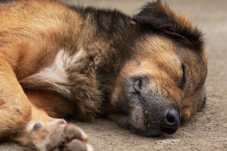 Indignación en el Cesar tras la muerte de 20 mascotas por envenenamiento 