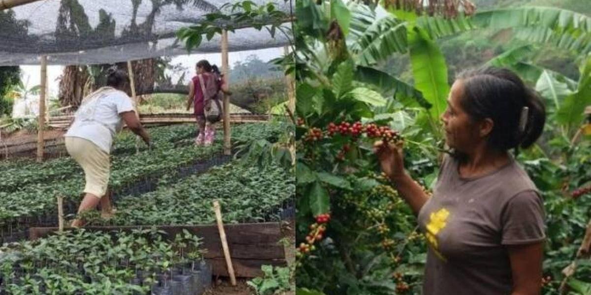 Lluvias torrenciales amenazan cosecha cafetera en el Cesar