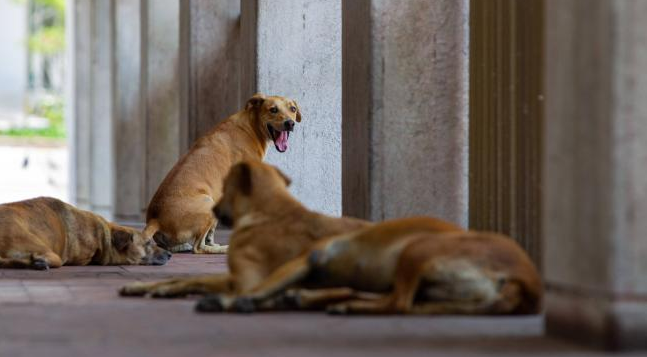 Reabren Centro de Protección Animal en Valledupar
