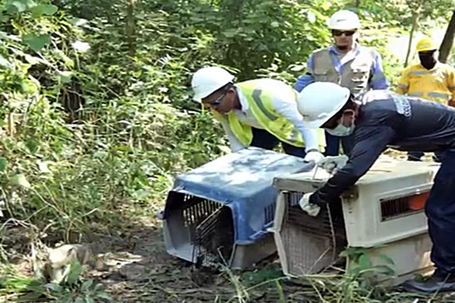 Corpocesar promueve la conservación con liberación de fauna silvestre en áreas protegidas