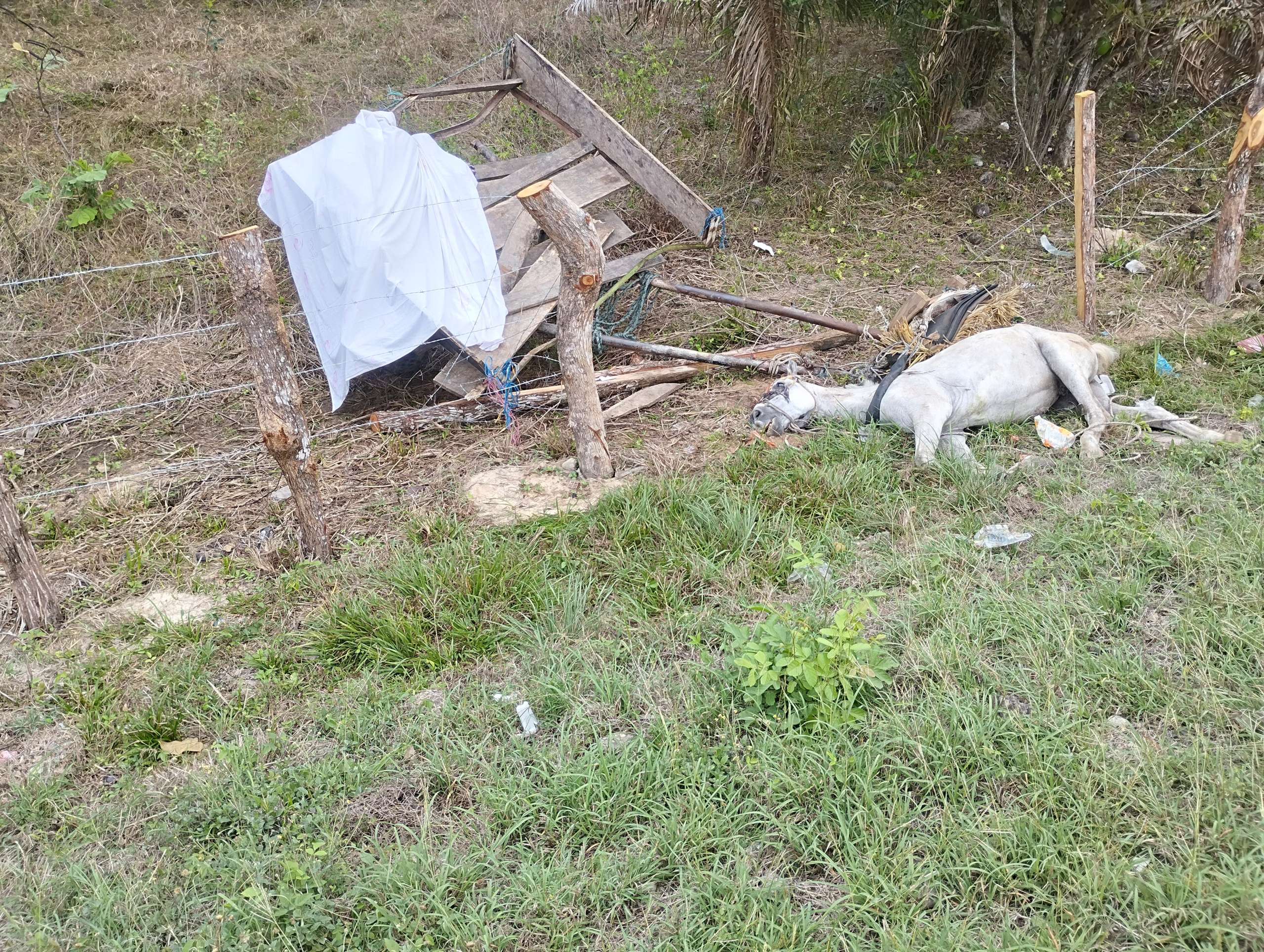 Vehículo de tracción animal fue impactado por un automóvil, una persona pierde la vida