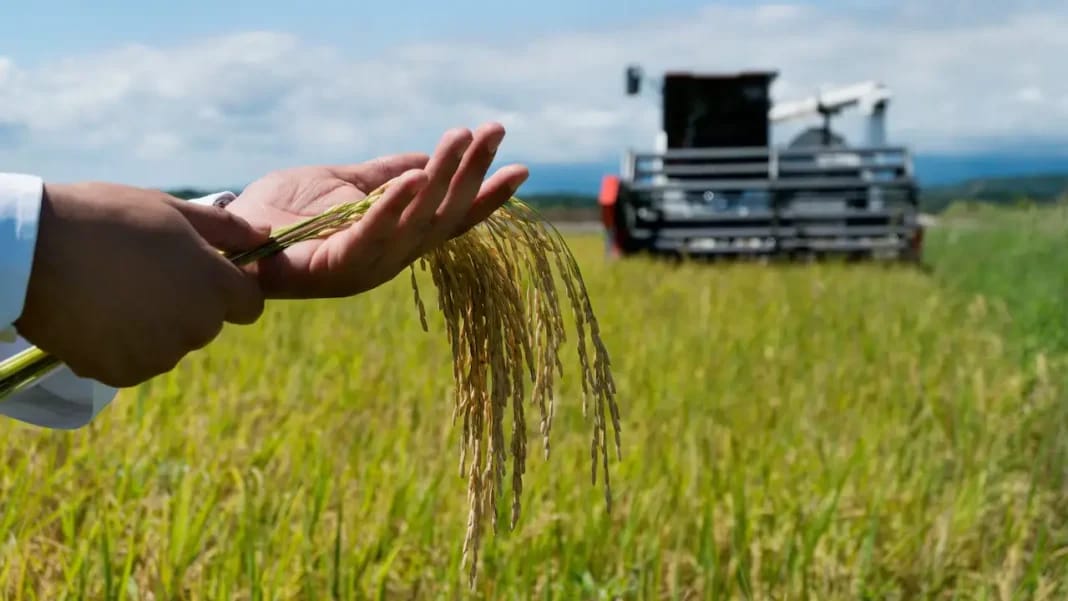 Los Arroceros en Colombia enfrentan crisis económica y demandas urgentes