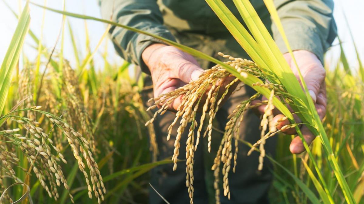 En el marco de la crisis del sector arrocero, Concejal André Molina Carvajal critica la falta de apoyo gubernamental