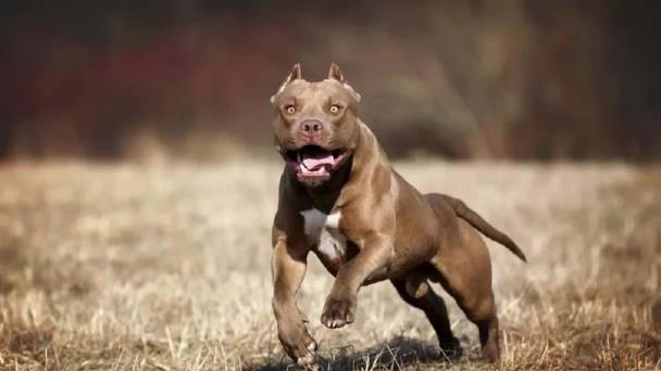 Perra pitbull ataca a sus dueños en Valledupar