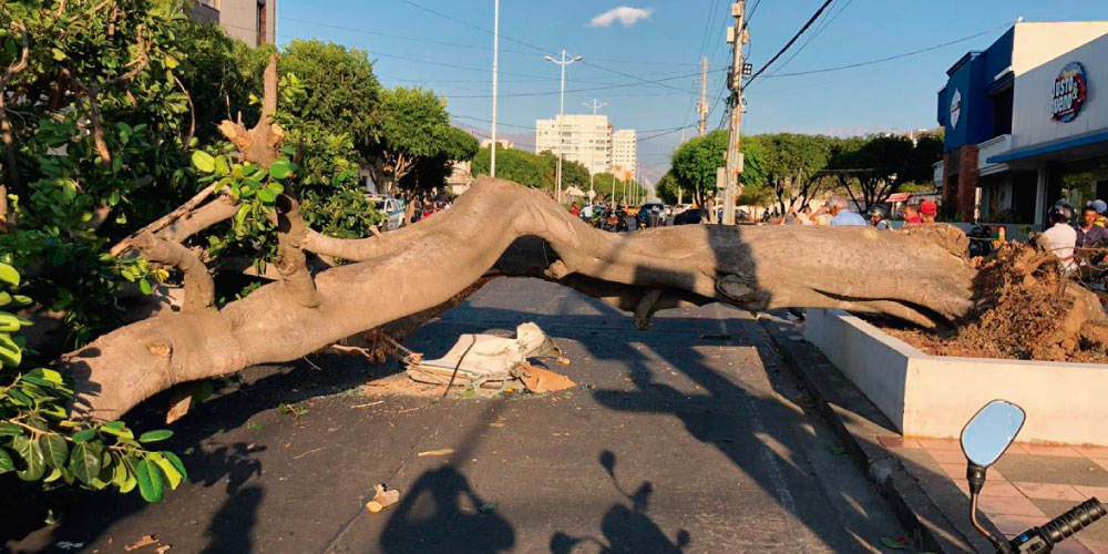 “Hay árboles que representan un peligro inminente para las viviendas”: Corpocesar advierte sobre su competencia y protocolos en casos como el del barrio Enrique Pupo