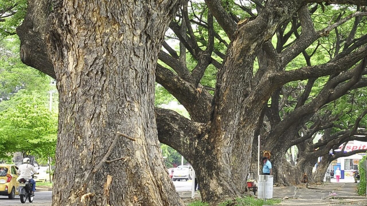 Un árbol seco de 15 metros pone en riesgo a vecinos del barrio 12 de Octubre en Valledupar