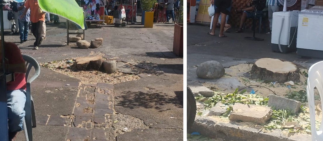 ¡ Espantoso!, sorpresivo arboricidio en la Galería Popular