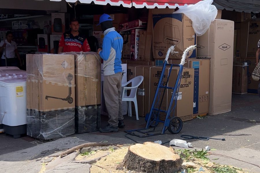 ” Aunque tala de árboles fue autorizada por Corpocesar, la corporación no verificó gradualidad del procedimiento” Foro Ambiental