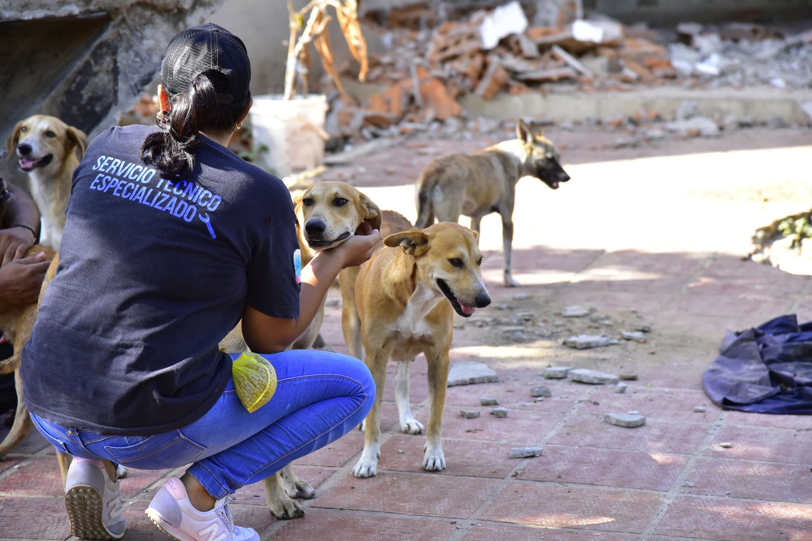 Secretaría de Salud de Valledupar traslada más de cien animales de las bodegas de IDEMA al Centro de Bienestar Animal