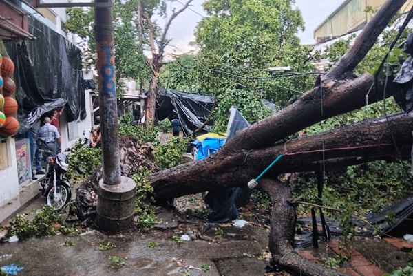 Fuerte aguacero  provoca la caída de árboles y causa estragos en Valledupar