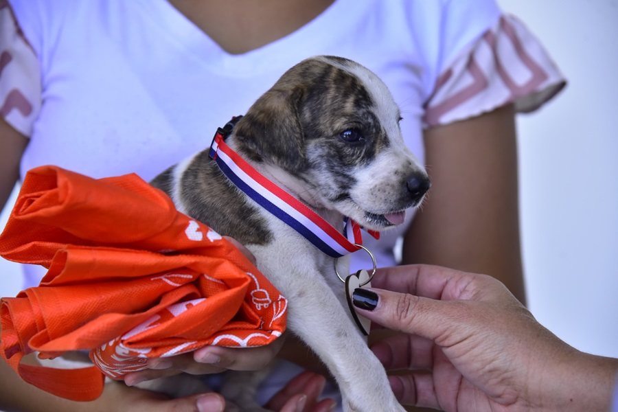 Valledupar vivirá su primera Caminata Canina y Jornada de Adopción para promover el bienestar animal