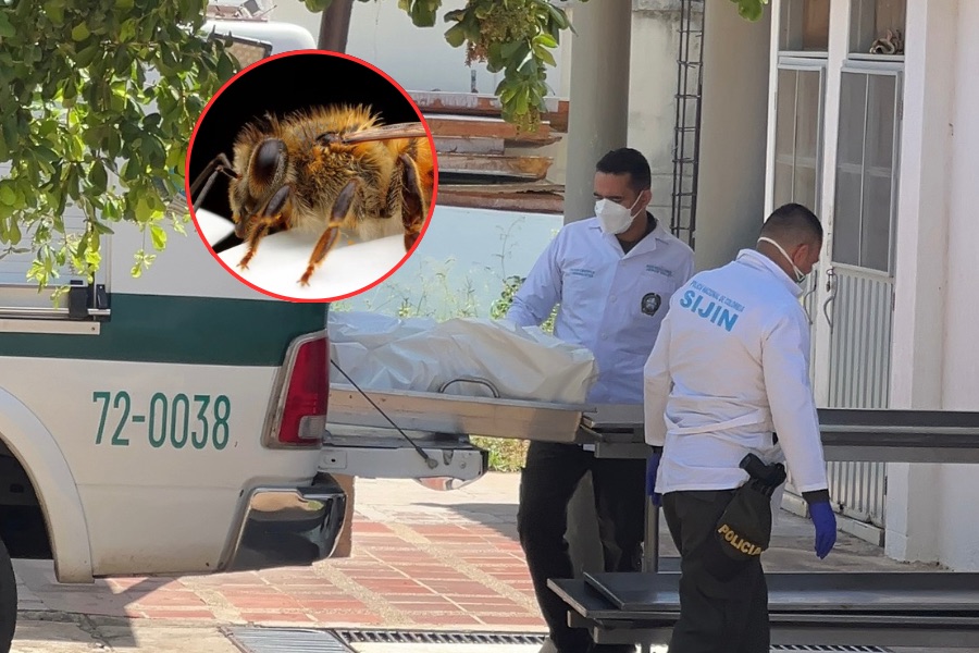 Falleció adulto mayor tras ataque de abejas al sur de Valledupar: 25 personas resultaron heridas 