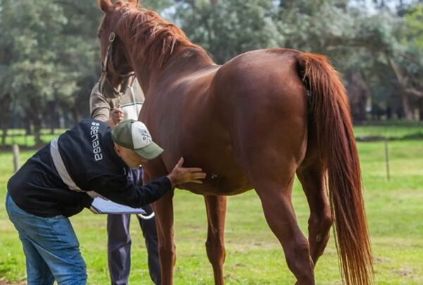 Confirman casos de encefalitis equina en seis departamentos y el ICA refuerza medidas de control